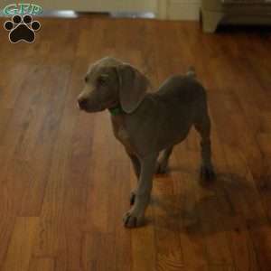 Chase, Weimaraner Puppy